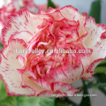Beautiful Carnation Seeds Dianthus caryophyllus seeds for Sowing